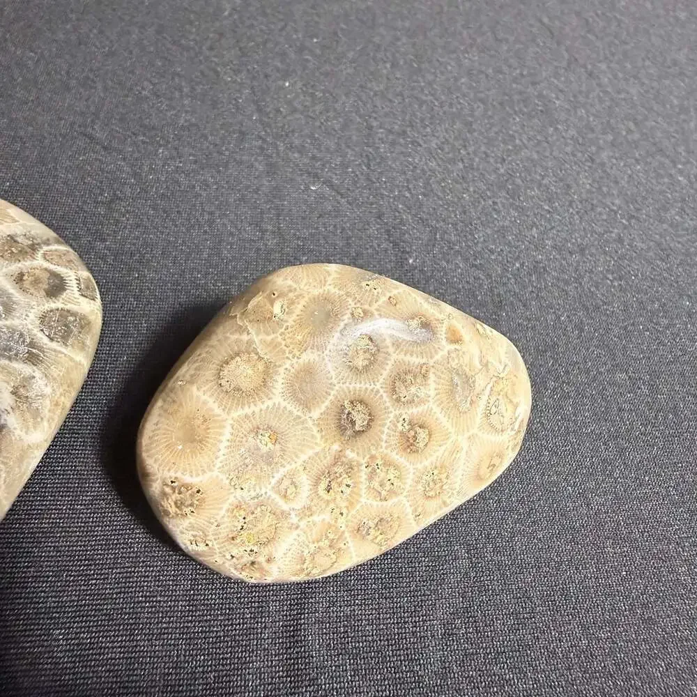Lot of 3 fossils